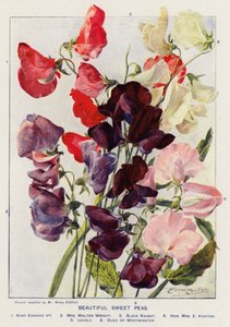 Belles pois de senteur (lithographie en couleur)