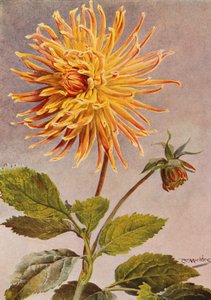 Dahlia cactus Mrs H L Brousson, couleur, fauve, avec une suffusion de cramoisi écarlate - Angelo Fairfax Muckley
