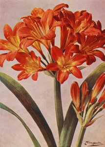 Clivia Miniata, longtemps connue sous le nom d