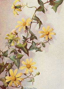 Le lierre du Cap jaune, Senecio Macroglossus