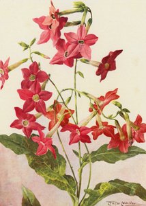 La belle plante de tabac Nicotiana Sanderae - Angelo Fairfax Muckley