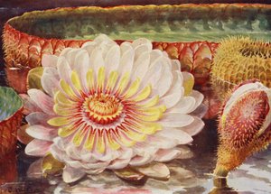 Victoria Regia, la plus noble de toutes les plantes aquatiques