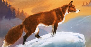 Renard dans la neige - Angus McBride