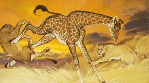 Girafe donnant un coup de pied au lion