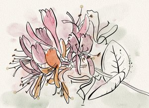 Fleurs de chèvrefeuille délicates