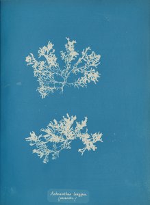 Achnanthes longipes. parasite, vers 1853