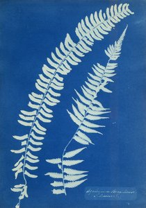 Asplenium Braziliense, Amérique du Sud, vers 1850