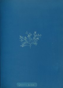 Cystoseira barbata, vers 1853