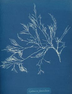 Cystoseira fæniculacea, vers 1853