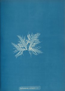 Delesseria sinvosa, var.