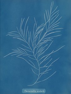 Desmarestia aculeata - Anna Atkins