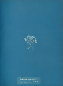 Diatoma marinum sur Ceramium rubrum, vers 1853