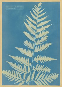  - Anna Atkins