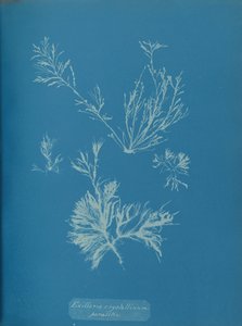 Exillaria crystallinum parasitique, vers 1853