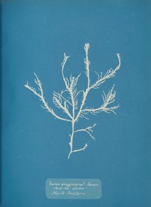 Fucus æruginosus Turner. Mer Méditerranée Sisbon Nouveau en Grande-Bretagne., vers 1853
