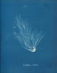 Griffithsia setacea - Anna Atkins