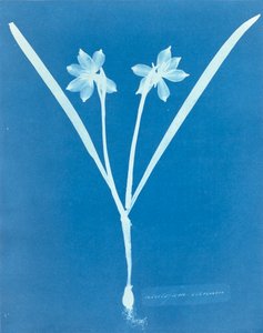 Leucojam Varium par Anna Atkins