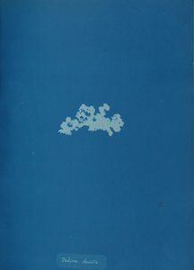 Padina deusta, vers 1853 - Anna Atkins