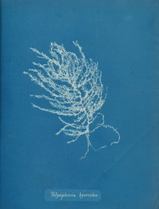 Polysiphonia byssoides, vers 1853