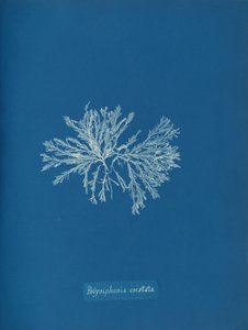 Polysiphonia cristata, vers 1853
