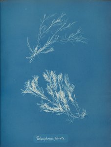 Polysiphonia fibrata