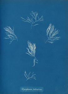 Polysiphonia fruticulosa, vers 1853