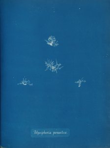 Polysiphonia parasitica, vers 1853