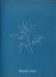 Polysiphonia subulifera