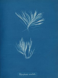 Polysiphonia urceolata, vers 1853
