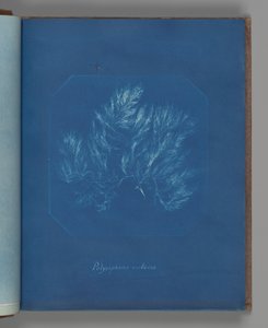 Polysiphonia violacea - Anna Atkins