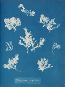Ptilota plumosa. ß capillaris, vers 1853