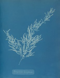 Sargassum bacciferum, vers 1853