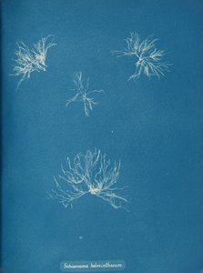 Schizonema helminthosum, vers 1853