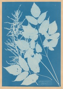  - Anna Atkins