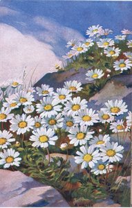 Marguerites, Carte Postale, Années 1940