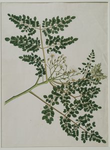 Moringa oleifera, aussi appelé arbre à raifort ou arbre à tambour