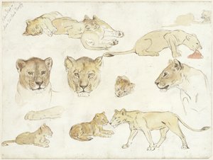 Études de lions