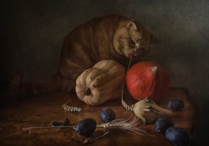 La récolte du chat curieux