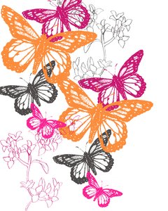 Papillon