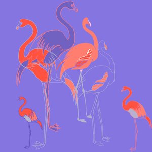 Flamants roses