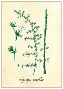 Asparagus acutifolius