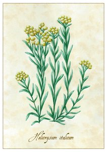 Helicrysium italicum, 2015
