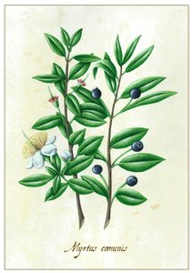 Myrtus communis, 2015