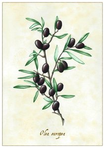 Olea europea