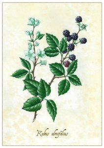 Rubus ulmifolius, 2015