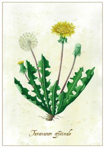 Taraxacum officinale, 2015 - Annalisa Morrocco