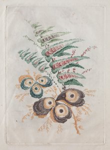 Nouvelle suite de portfolios de fleurs idéale pour la conception et la peinture : Fantaisies florales