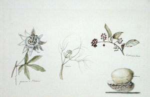 Fleur de la passion, anis et coriandre - Anne Marguerite Hyde de Neuville