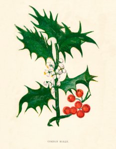 Houx commun, vers 1891, 1891