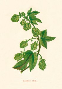 Houblon commun, vers 1891, 1891